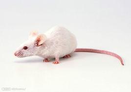 白鼠 白鼠