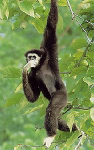 白掌長臂猿 白掌長臂猿