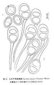 北非蘆葦柄鏽菌 北非蘆葦柄鏽菌