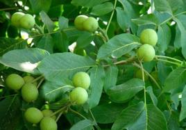 薊縣核桃 薊縣核桃