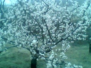 偷聲木蘭花·春分遇雨 偷聲木蘭花·春分遇雨