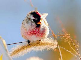 白腰朱頂雀指名亞種 白腰朱頂雀指名亞種