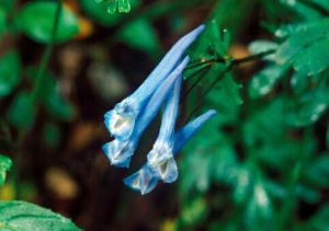 尖瓣紫堇 尖瓣紫堇