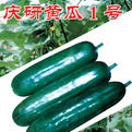 慶研黃瓜1號 慶研黃瓜1號