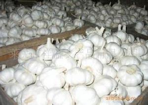 萊蕪白皮蒜