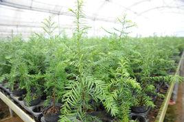 紅豆杉繁育技術 紅豆杉繁育技術