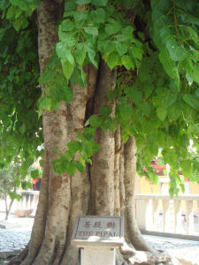 菩提樹