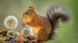 松鼠[齧齒目松鼠科動物]