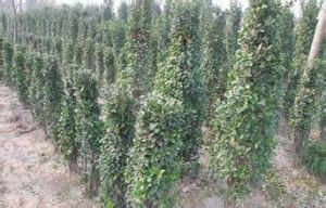 闊柱黃楊 闊柱黃楊