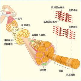 肌肉收縮分子機理 肌肉收縮分子機理