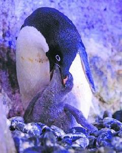 企鵝生蛋節 企鵝生蛋節