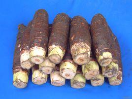 福鼎檳榔芋 福鼎檳榔芋