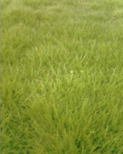 湖北天堂草坪武漢天堂草坪 湖北天堂草坪武漢天堂草坪