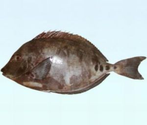 細鱗多板盾尾魚