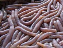 沙蟲[一種穴居爬行環節動物]