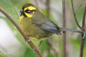 黃頭藪雀 黃頭藪雀