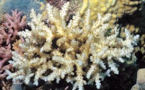 巴氏鹿角珊瑚