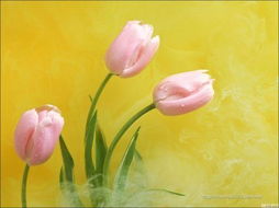 《愛上柳靜然》 《愛上柳靜然》