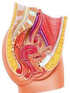女性生殖系統 女性生殖系統