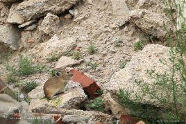 達呼爾鼠兔 達呼爾鼠兔