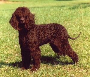 愛爾蘭水獵犬 愛爾蘭水獵犬