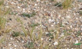 纖毛耳稃草 纖毛耳稃草