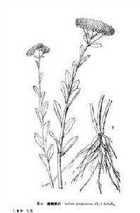 紫瓣景天 紫瓣景天