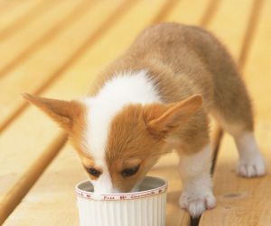 幫狗吃食