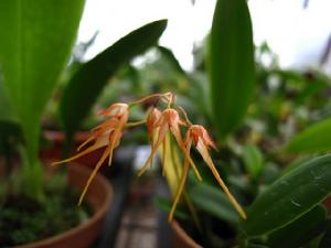 台灣卷瓣蘭 台灣卷瓣蘭