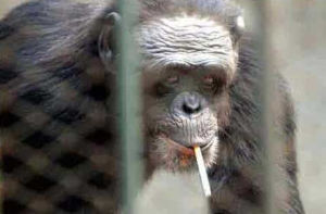 猩猩查利 猩猩查利