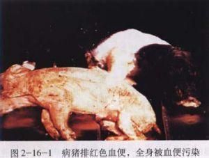 仔豬大腸桿菌病