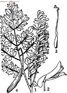 圖註：1．植株上部, 2．花，3.雌蕊, 4.蒴果。
