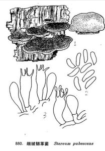 細絨韌革菌 細絨韌革菌