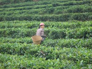 孔明城村 孔明城村