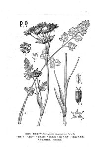 紫色稜子芹 紫色稜子芹