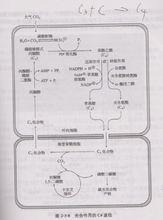 光合作用的C4途徑