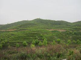 白雲鎮[湖南省臨湘市白雲鎮]