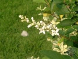 羅甸小蠟 羅甸小蠟