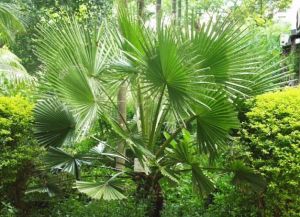 巴西扇櫚 巴西扇櫚