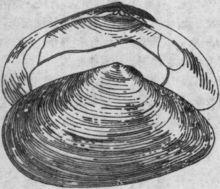 瓜子[休閒食品零食]