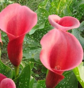 炫彩馬蹄蓮 炫彩馬蹄蓮