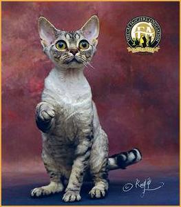 德文捲毛貓 德文捲毛貓