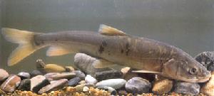 Gymnocypris przewalskii