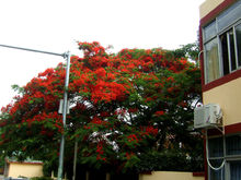 白藤湖鳳凰樹開花了！