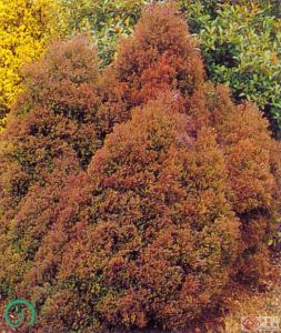 紅星美國尖葉扁柏