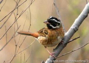 灰棘尾雀 灰棘尾雀