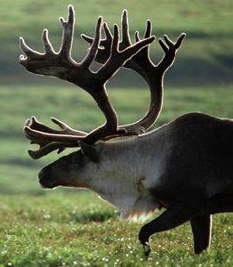 北美馴鹿 北美馴鹿