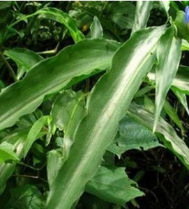 大苞甲跖草 大苞甲跖草