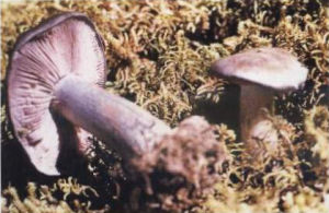 雅致絲膜菌 雅致絲膜菌