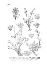 類耳褶龍膽 類耳褶龍膽